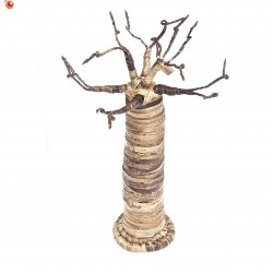 Baobab 50 cm